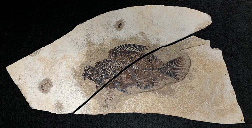 Fossil