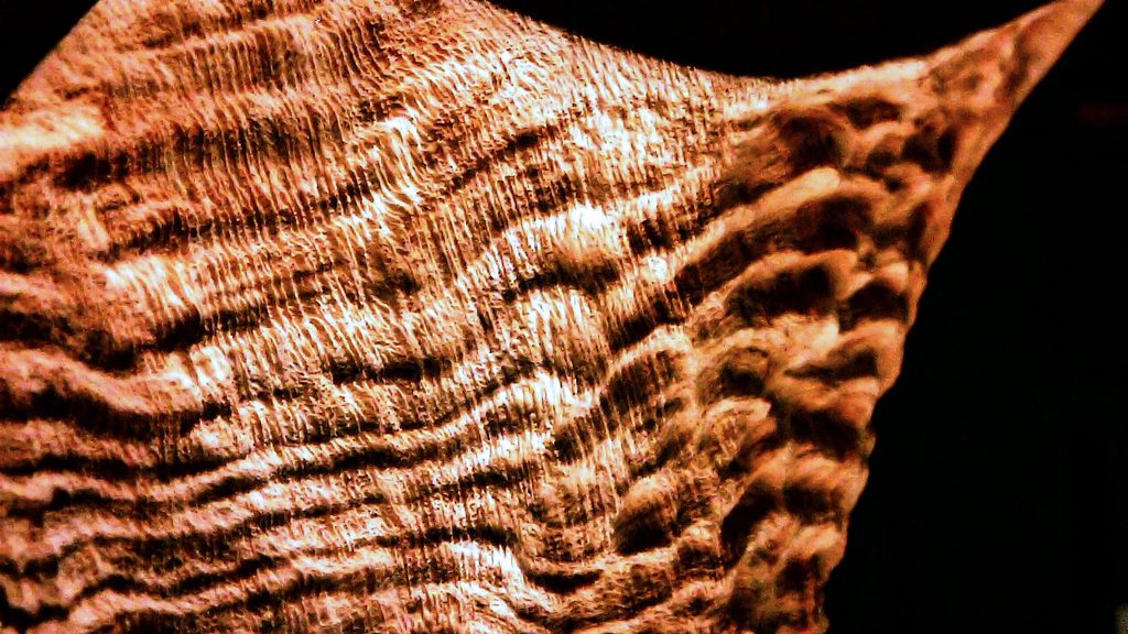 Briar wood sandblasted with 25 micron aluminum oxide; close-up under a microscope (2).