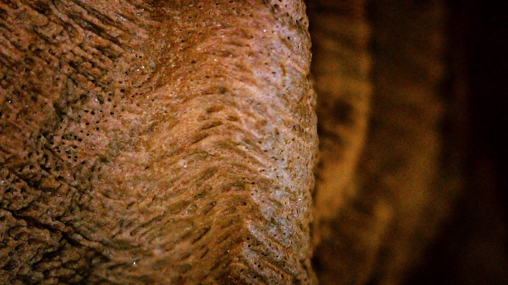 Briar wood sandblasted with 25 micron aluminum oxide; close-up under a microscope (3).